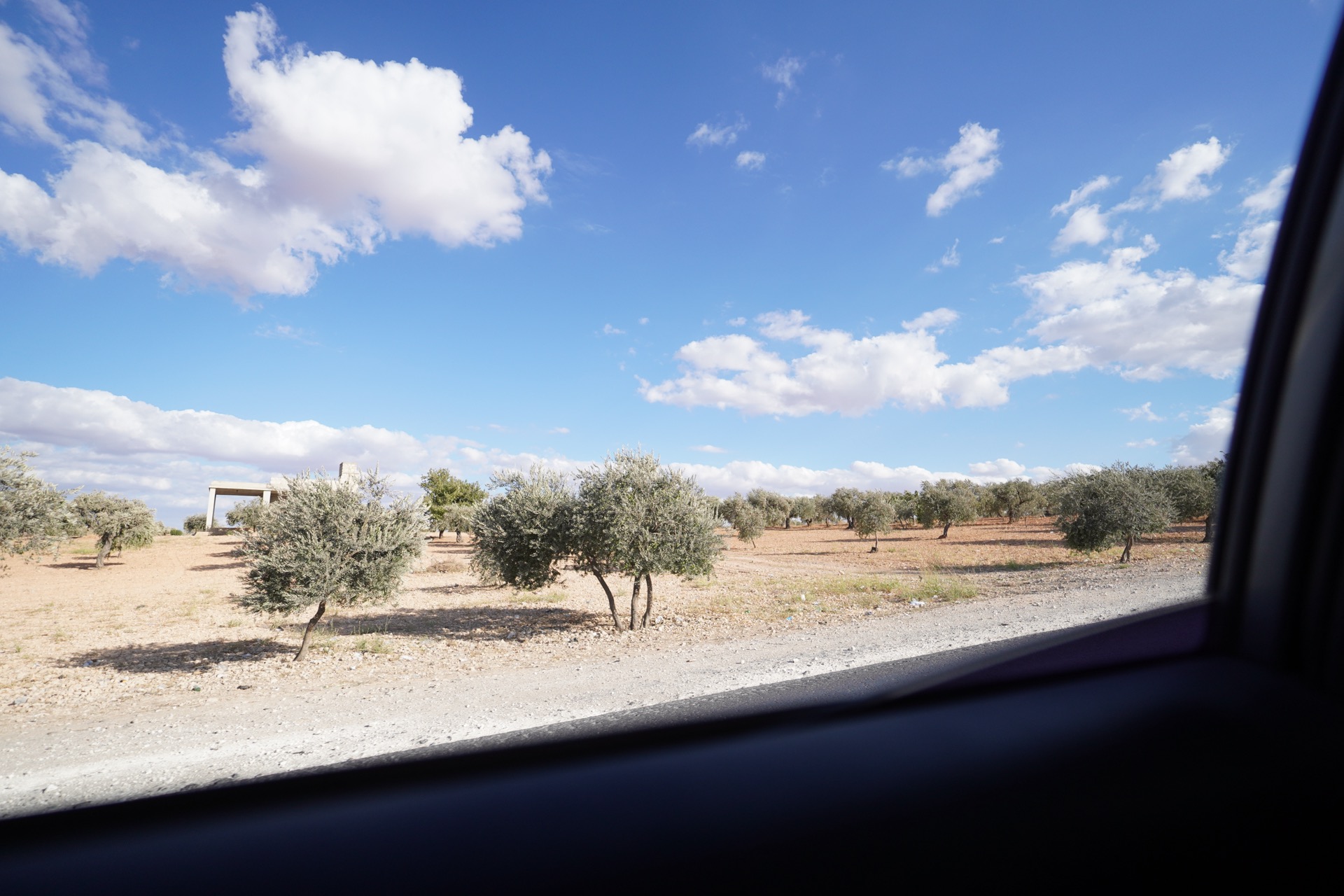 بساتين الزيتون في كفرنبل